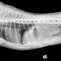 Xray